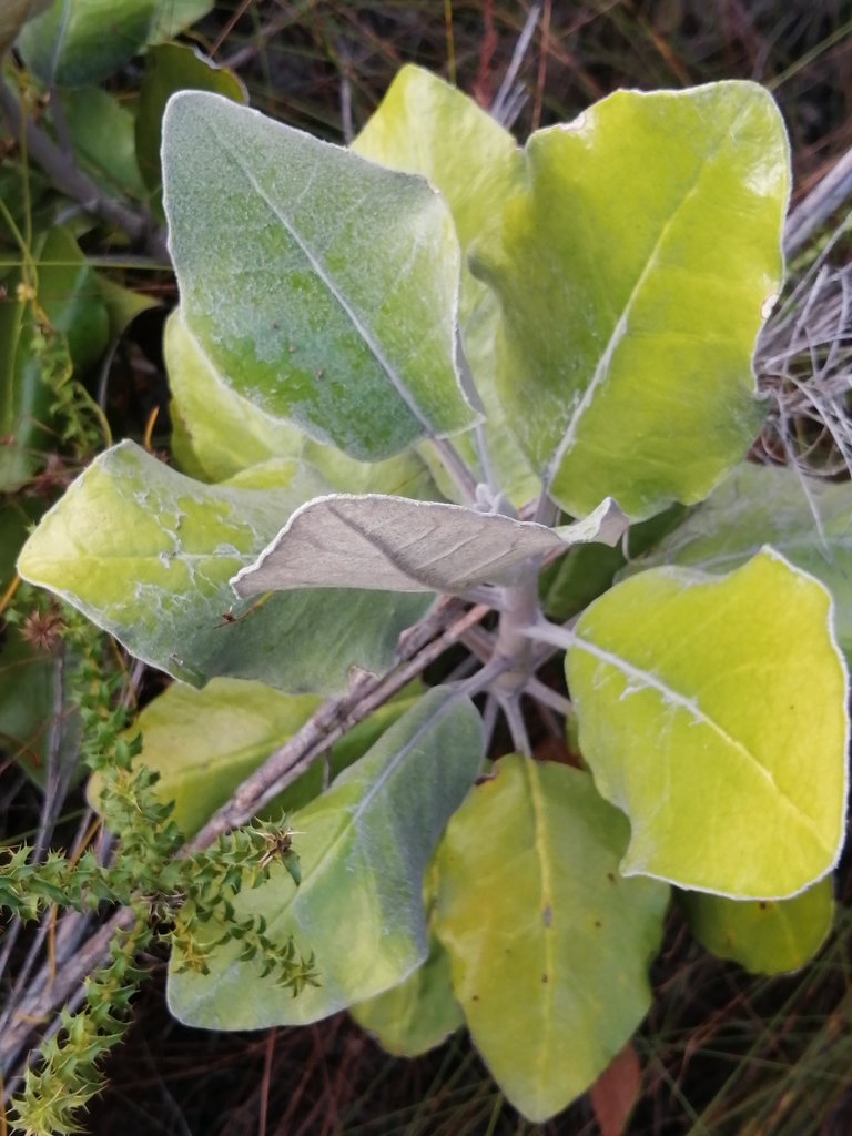 sunflowers, daisies, asters, and allies from Clovelly, Cape Town, 7975