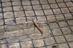 Pseudophasma bispinosum