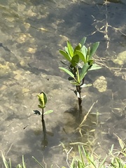 Rhizophora mangle image