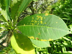 Coleosporium plumeriae