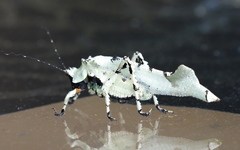 Lichenomorphus fuscifrons