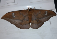 Cricula trifenestrata