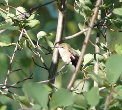 Selasphorus calliope