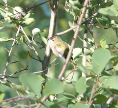 Selasphorus calliope