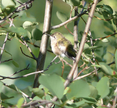 Selasphorus calliope