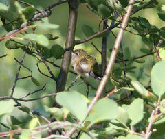 Selasphorus calliope