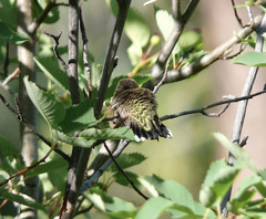 Selasphorus calliope