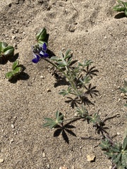 Lupinus tidestromii