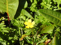 Ranunculus orthorhynchus
