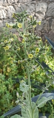 Nicotiana rustica