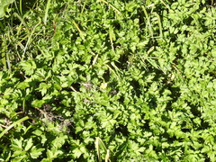 Ranunculus orthorhynchus