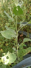 Nicotiana rustica