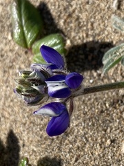 Lupinus tidestromii