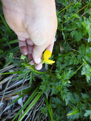 Ranunculus orthorhynchus