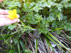 Ranunculus orthorhynchus
