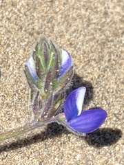 Lupinus tidestromii