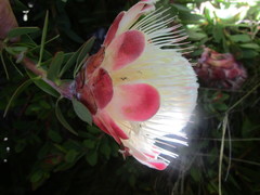 Protea venusta
