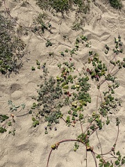 Lupinus tidestromii