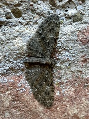 Eupithecia dodoneata