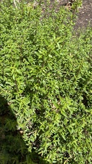 Forestiera angustifolia