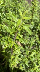 Forestiera angustifolia