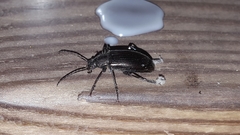 Helopini