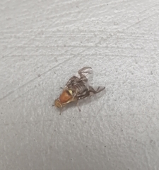 Rhagoletis zoqui