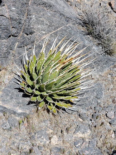 Utah Agave