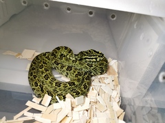 Protobothrops jerdonii