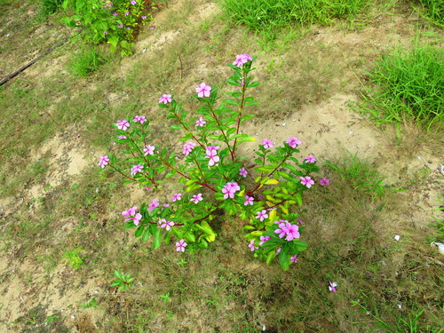 Catharanthus roseus image