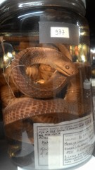 Limaformosa savorgnani