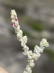 Atriplex julacea