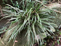 Polytaenium feei