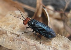 Acantholyda erythrocephala