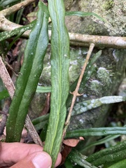 Polytaenium feei