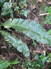 Asplenium serratum