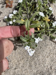 Cryptantha arenophila