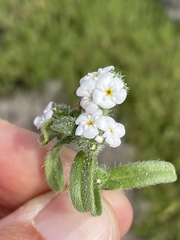 Cryptantha arenophila