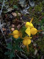 Genista tournefortii