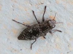 Dicerca lurida