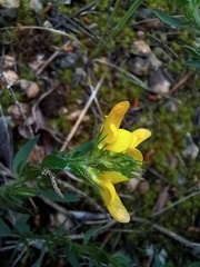 Genista tournefortii