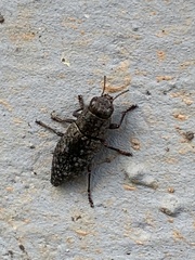 Dicerca lurida