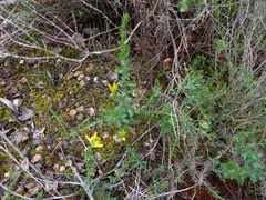 Genista tournefortii