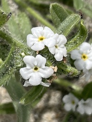 Cryptantha arenophila