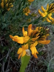 Genista tournefortii