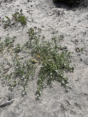 Cryptantha arenophila