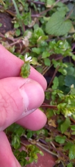 Stellaria media