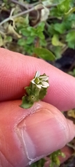Stellaria media