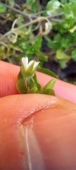 Stellaria media