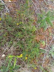 Genista tournefortii
